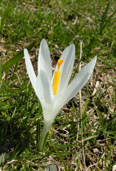 Crocus neapolitanus / Zafferano napoletano